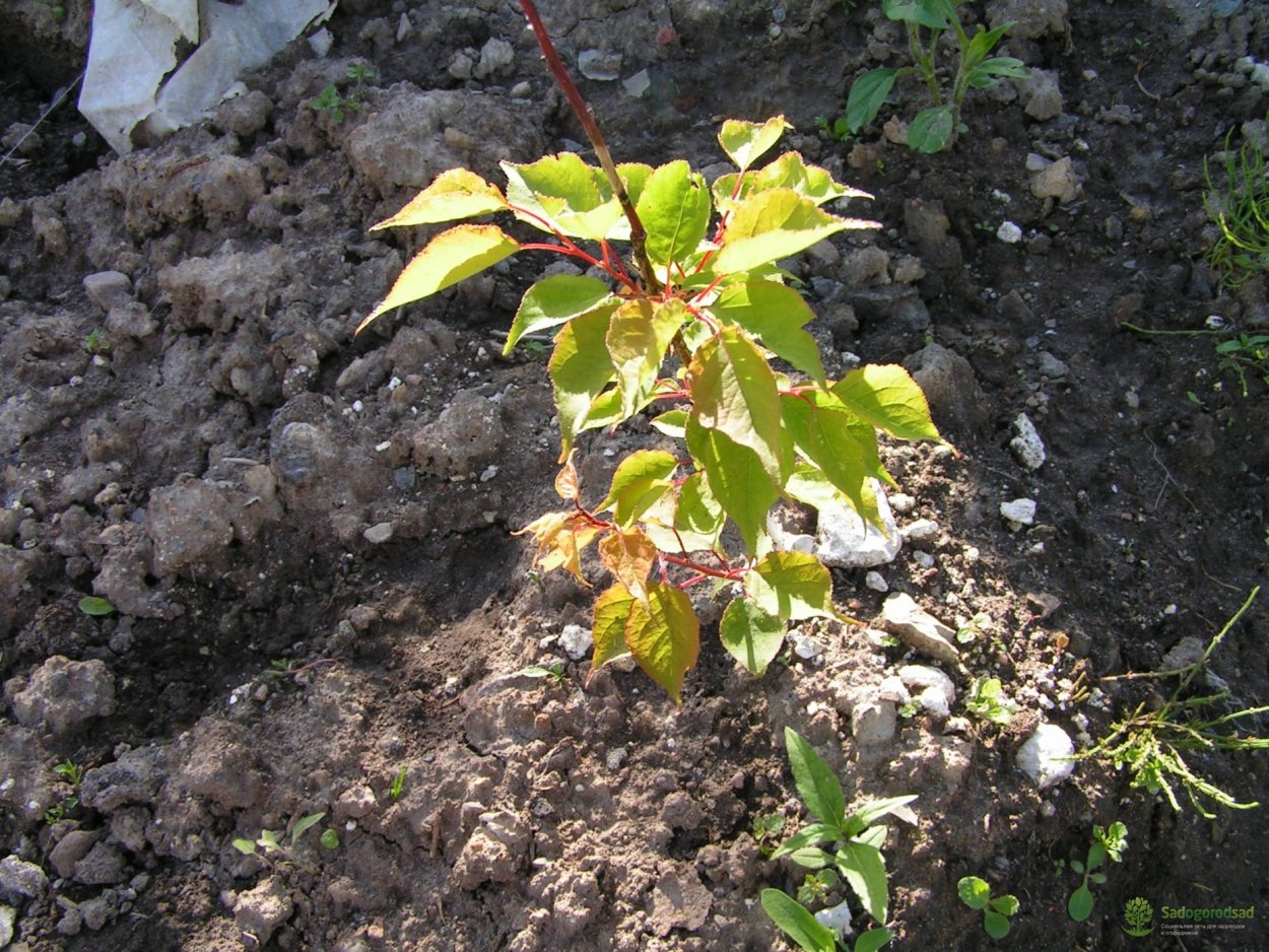 Росток абрикосового дерева