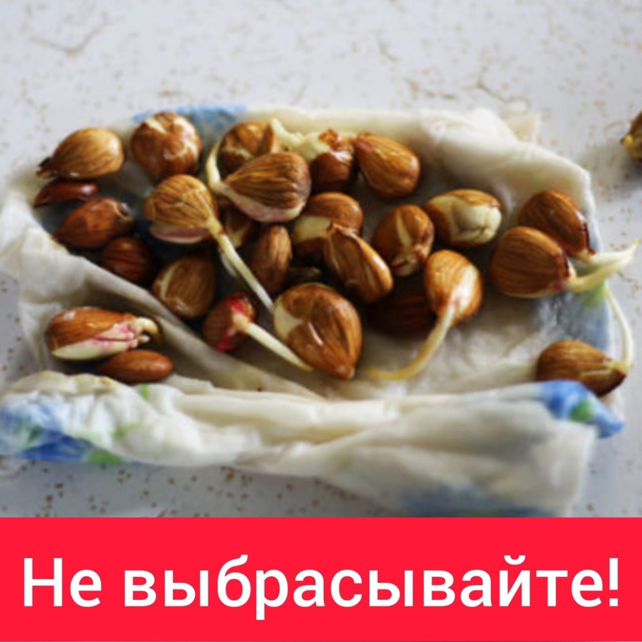 Прорастить косточку абрикоса