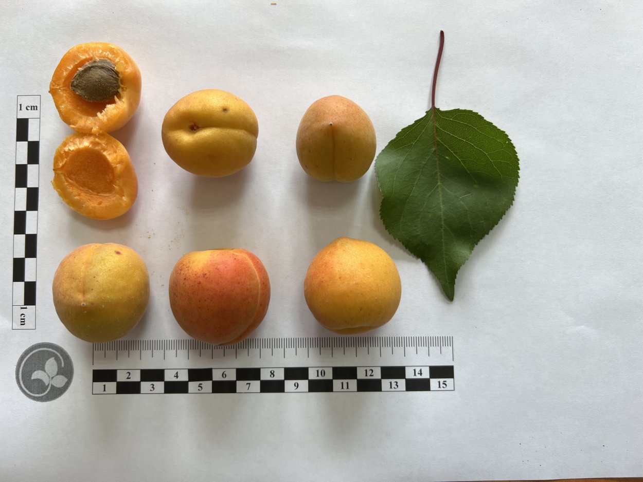 Росток абрикоса из косточки