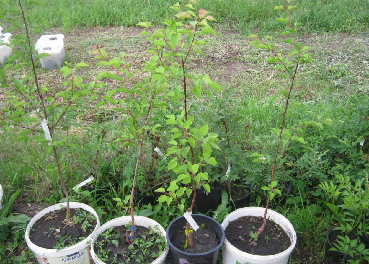 Саженец абрикоса однолетка