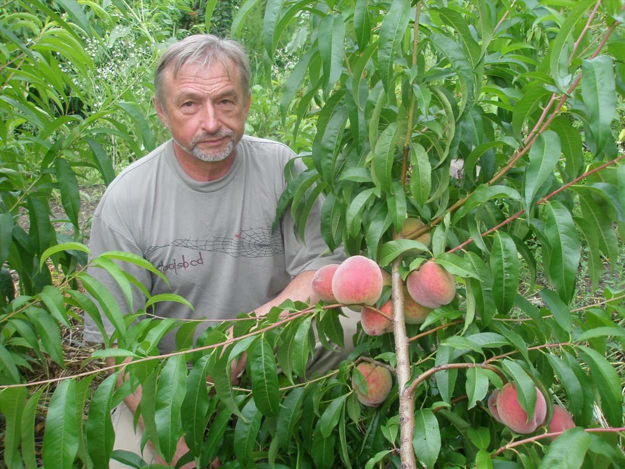 Росток вишни из косточки