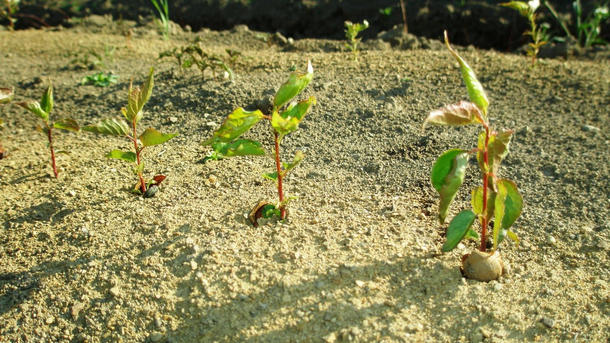 Всходы абрикоса