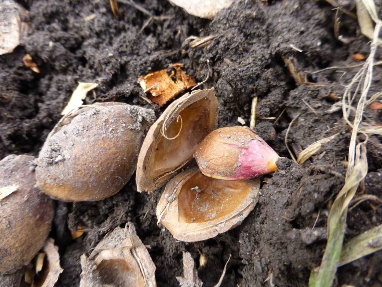 Прорастить косточку абрикоса