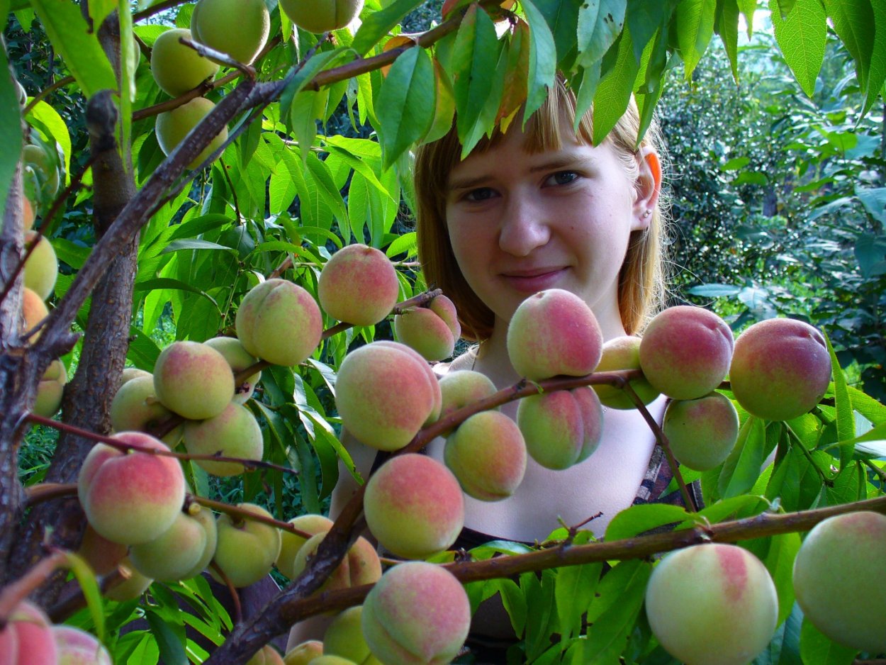 Персик Железова