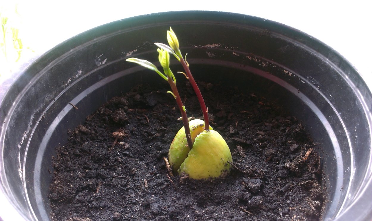 Росток нектарина