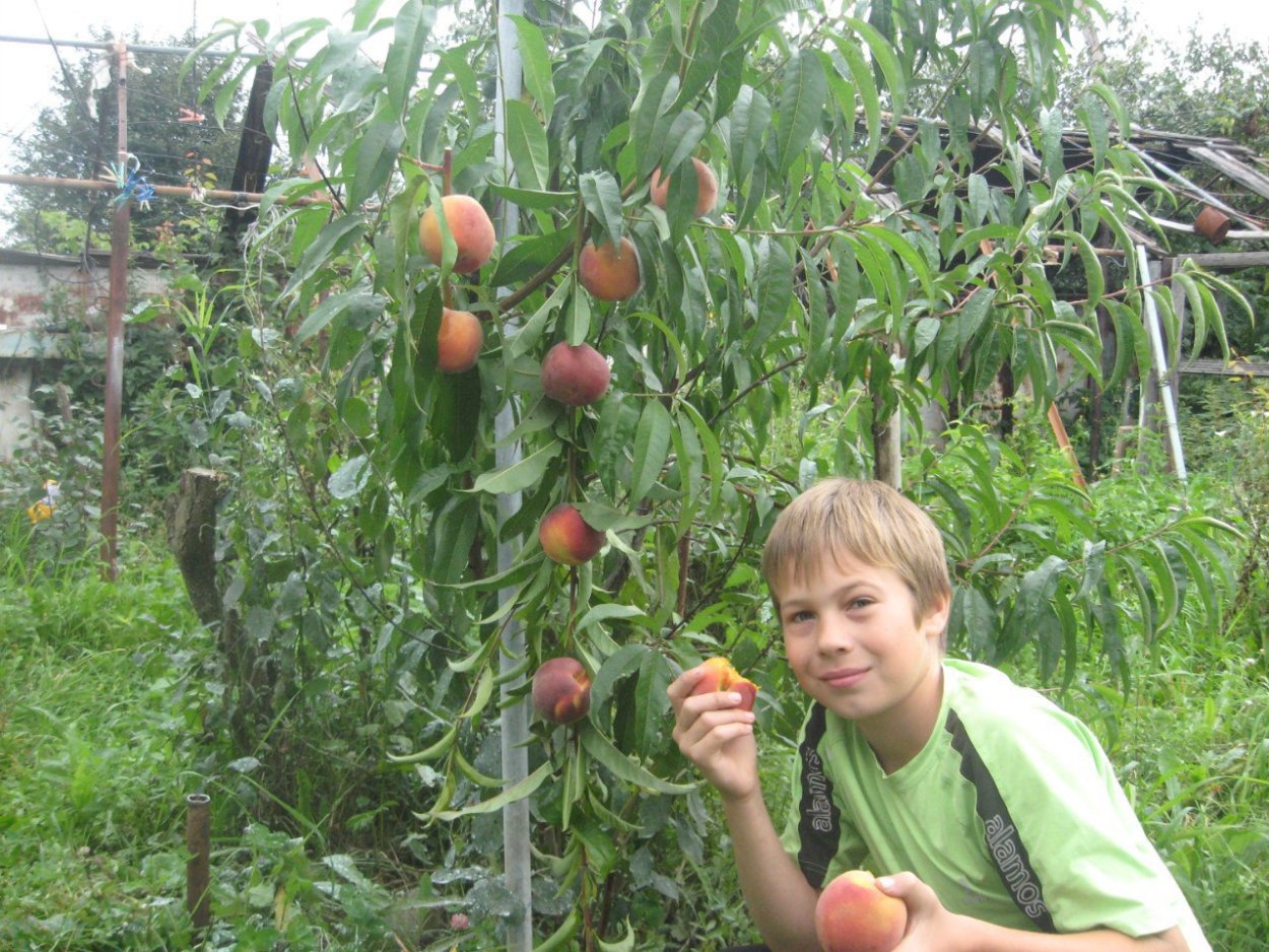 Проростки абрикоса