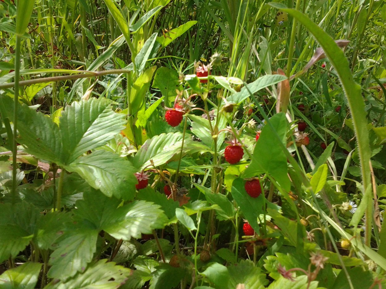 Лесные ягоды Башкирии