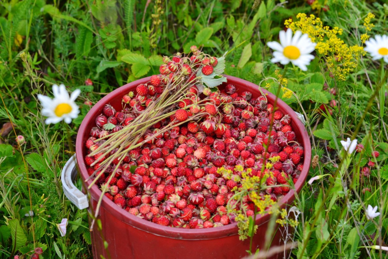 Ведро земляники