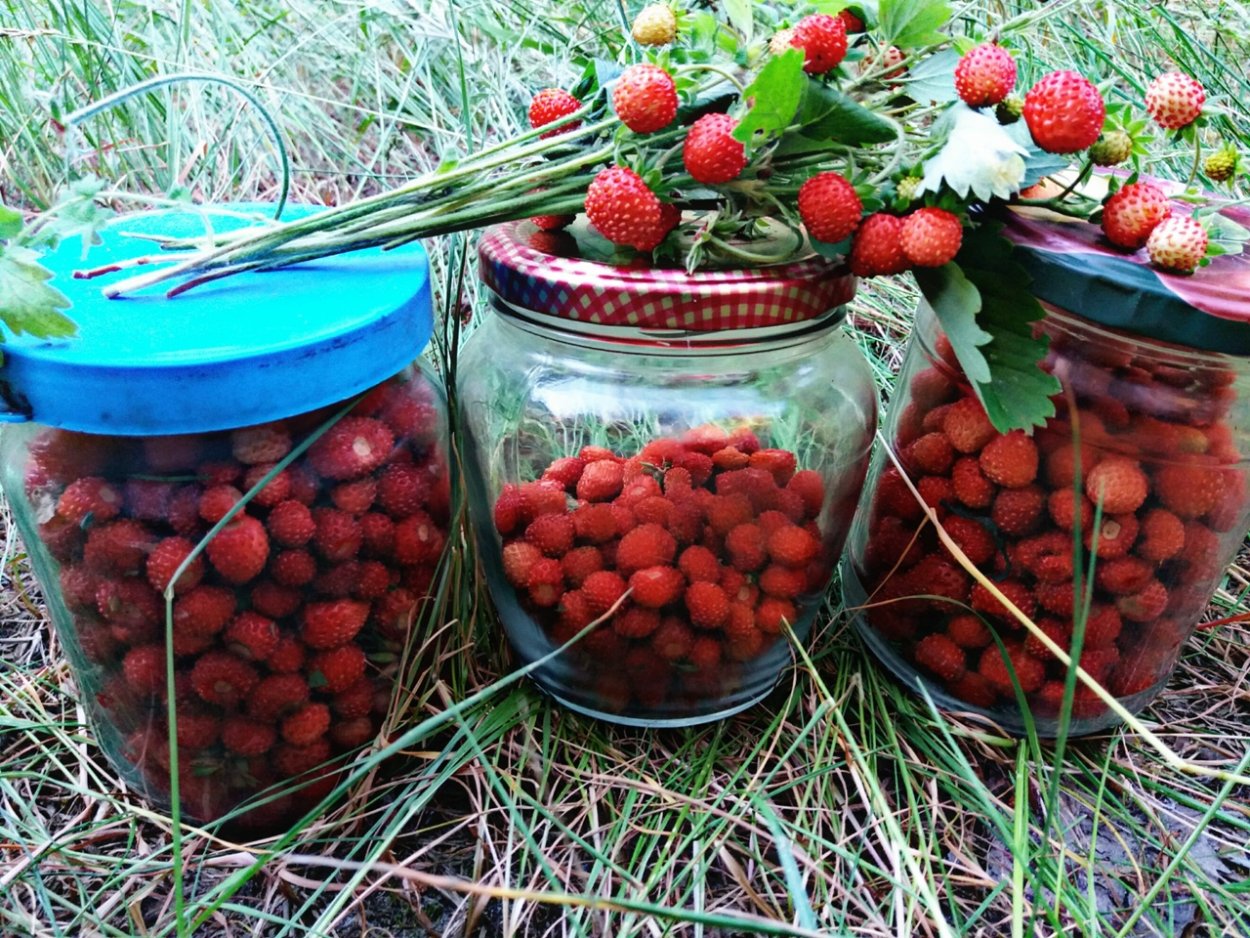 Земляника в банке в лесу