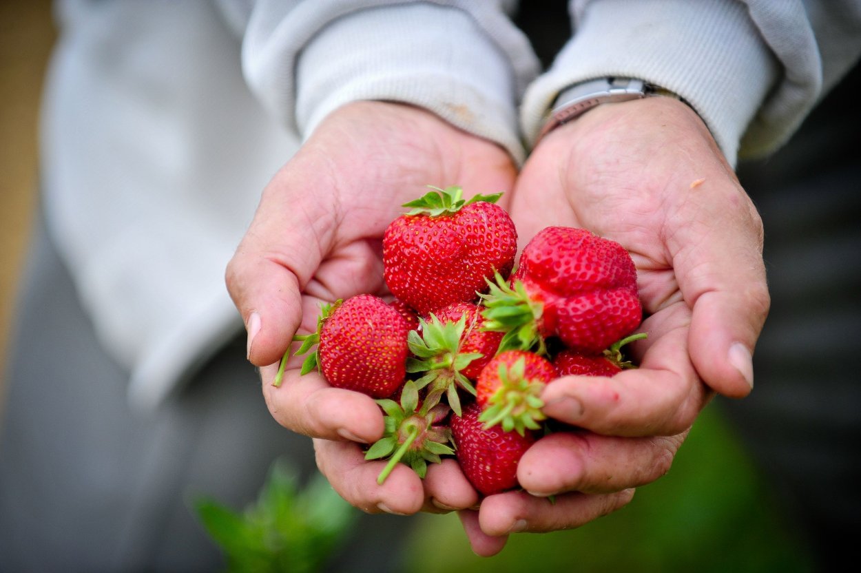 Сборщик клубники