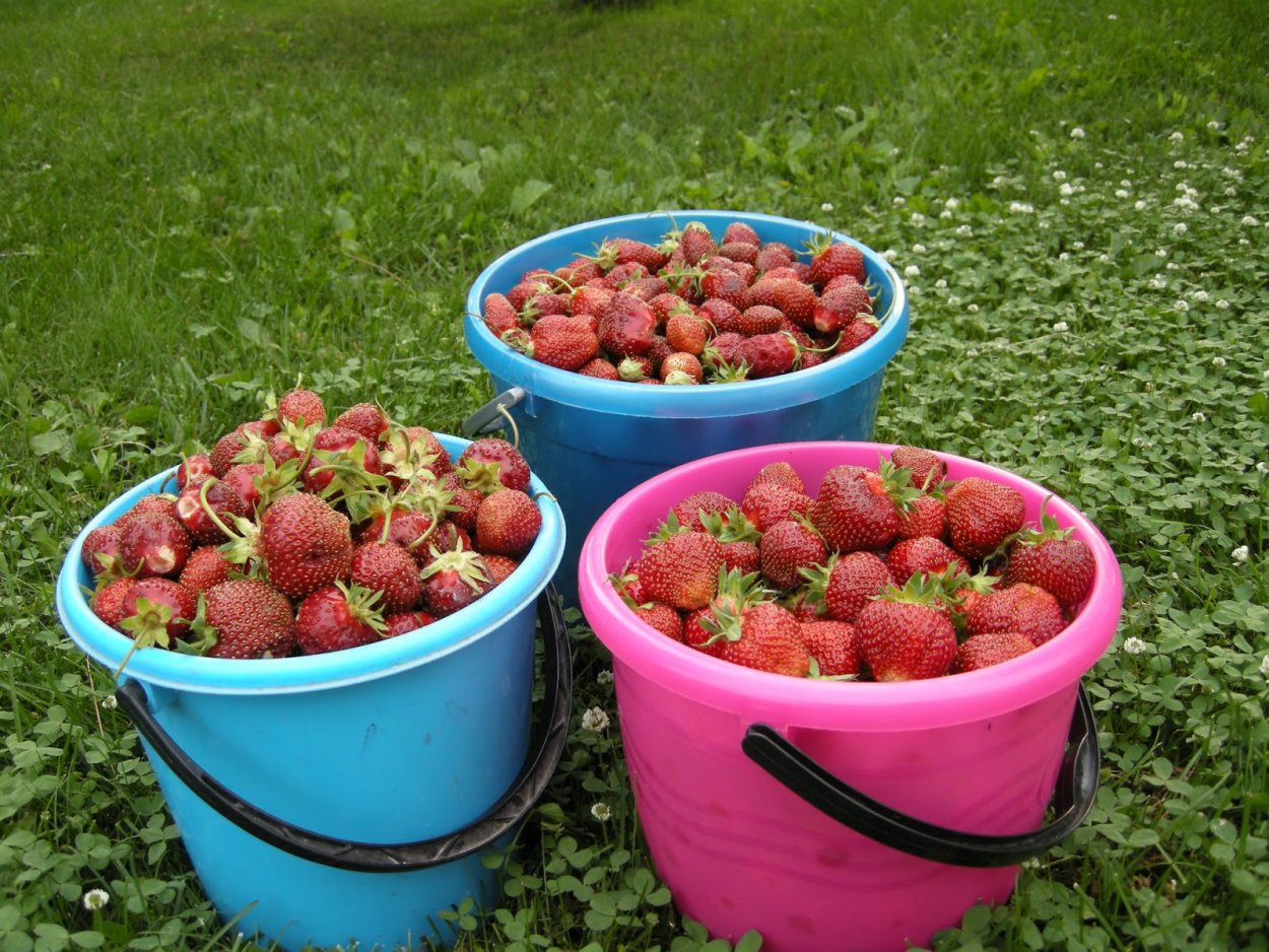 Клубника в ведерке