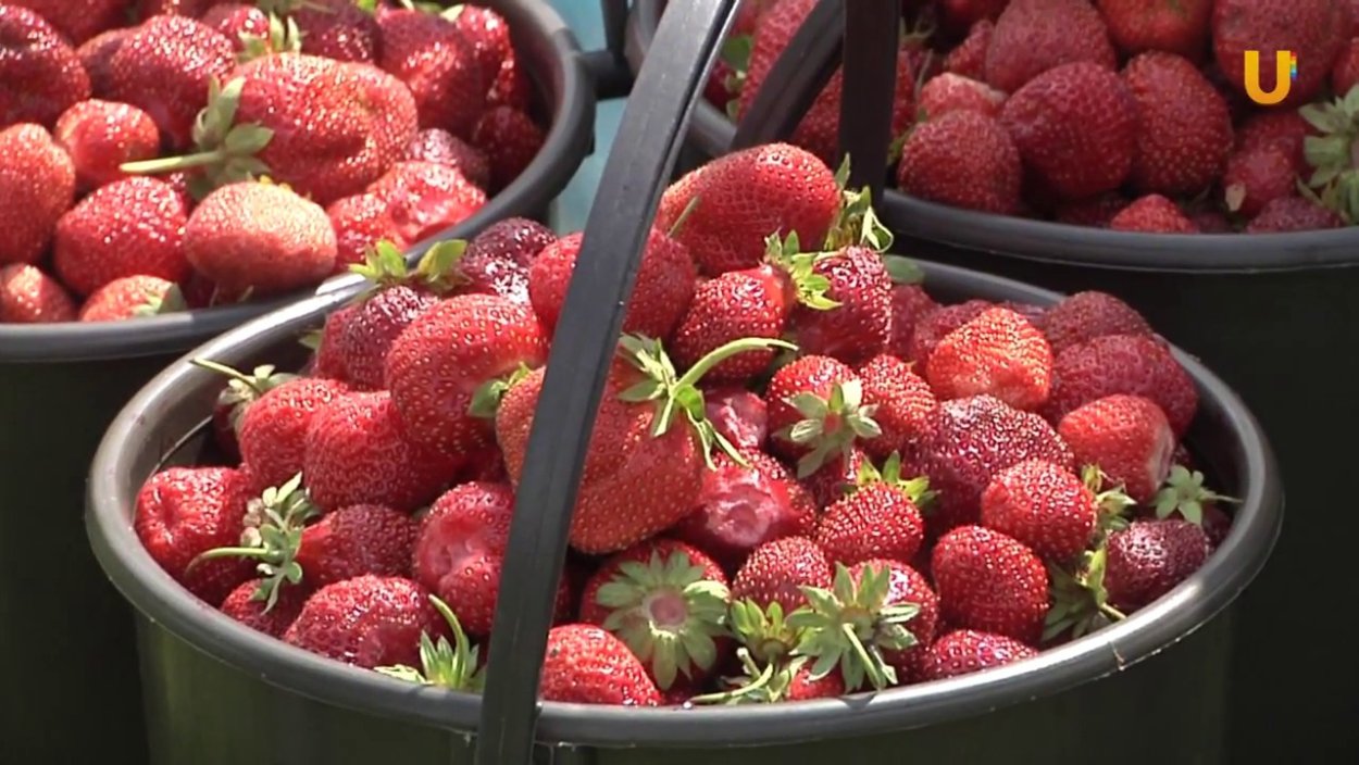 Миньонет Лесная земляника