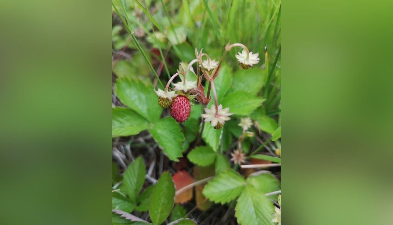 Земляника Лесная Уральская