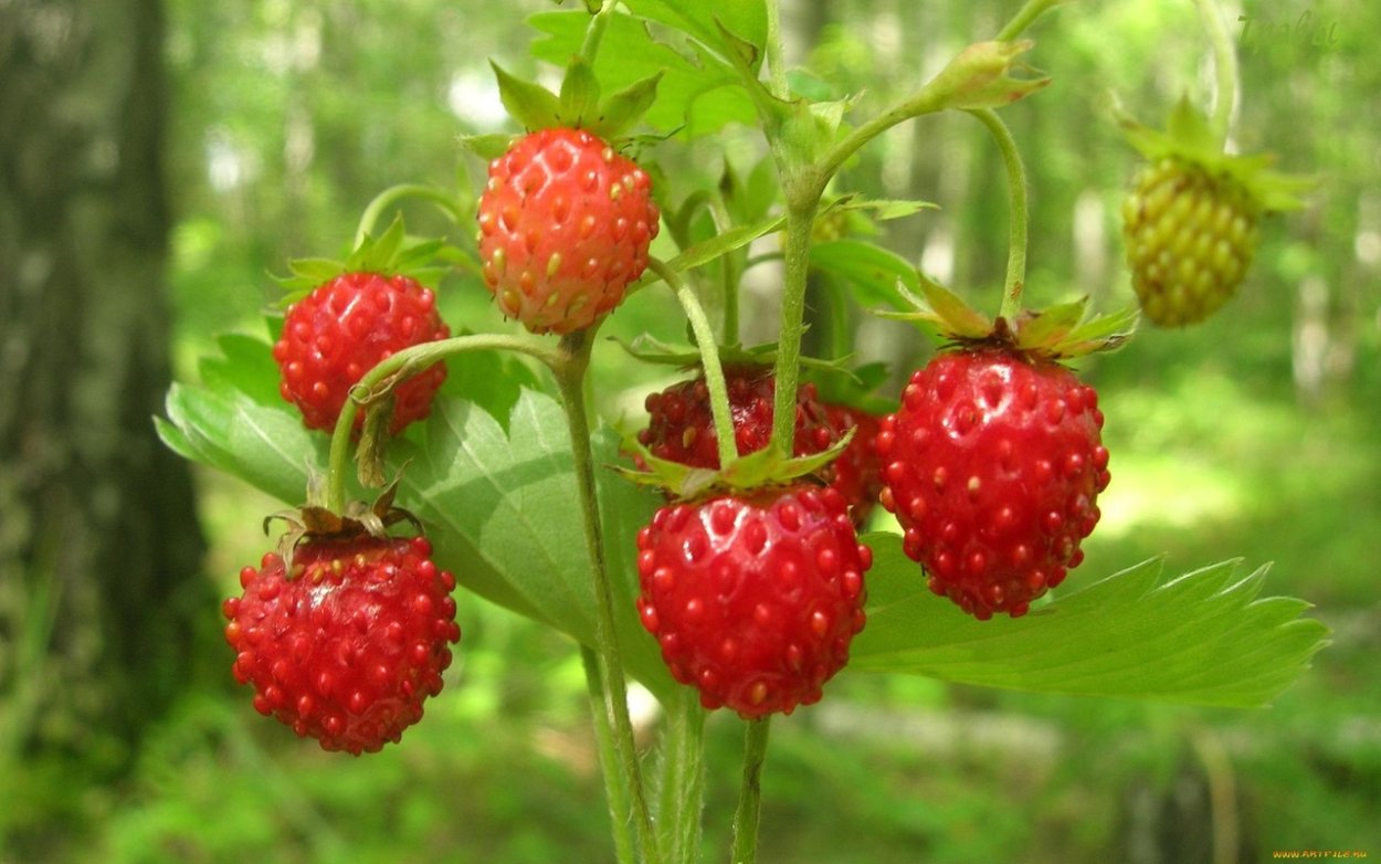 Клубника в вёдрах в огороде