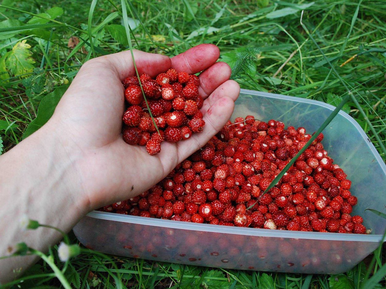 Клубника Лесная Сибирская ягода