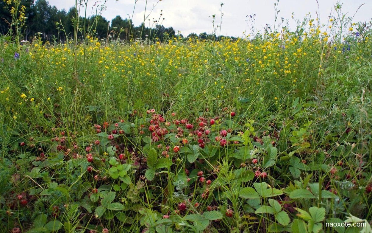 Клубника Шпанка