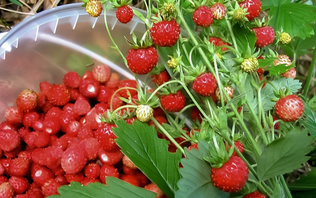 Земляника Полевая и Лесная земляника