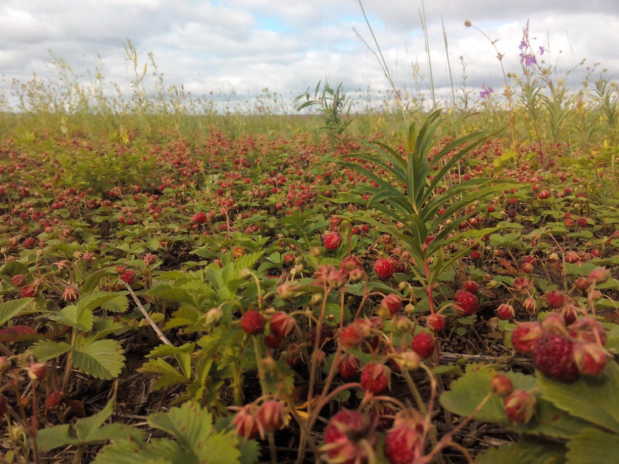 Клубника Луговая Поляна