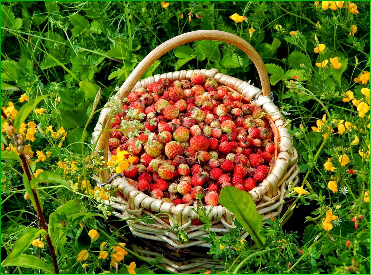 Чем полезна клубника