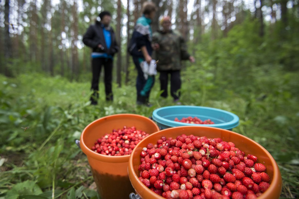 Земляника Лесная сказка