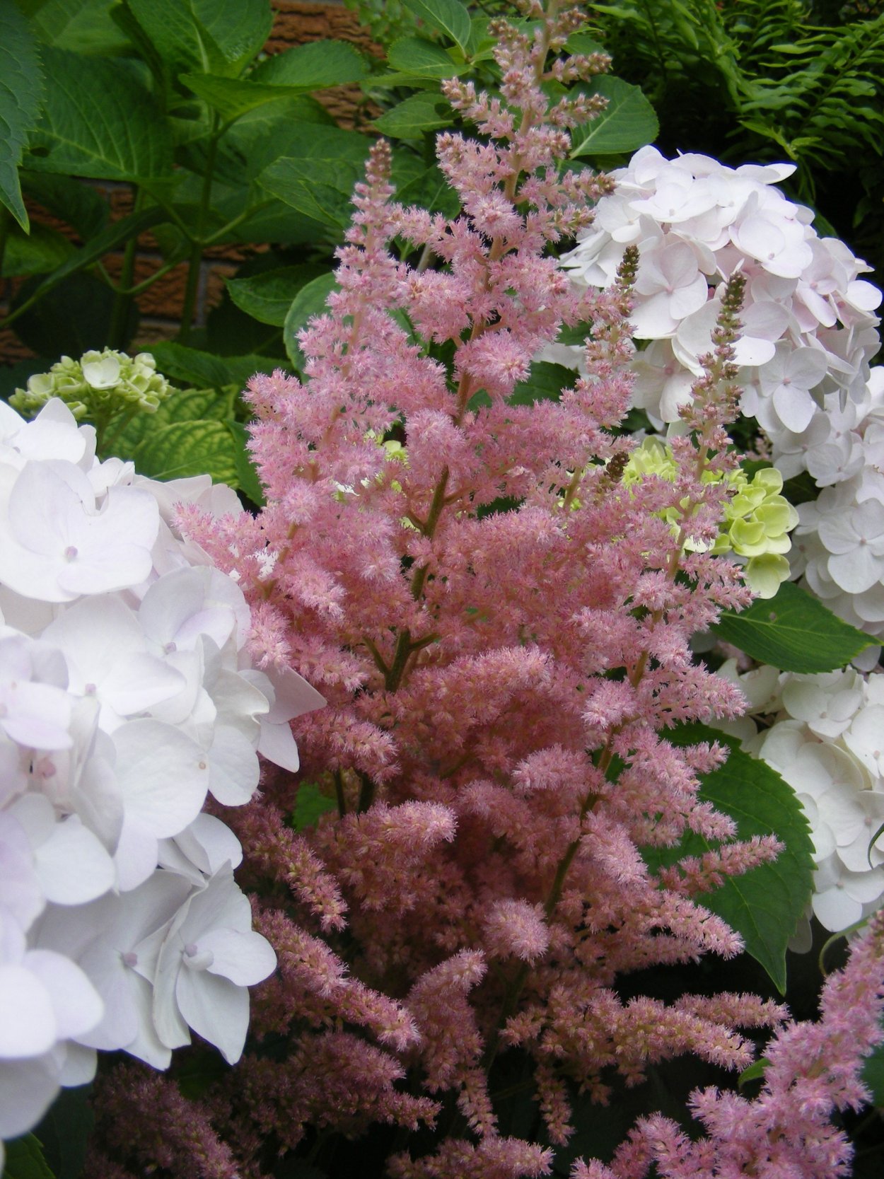 Клумба гортензия Хоста астильба