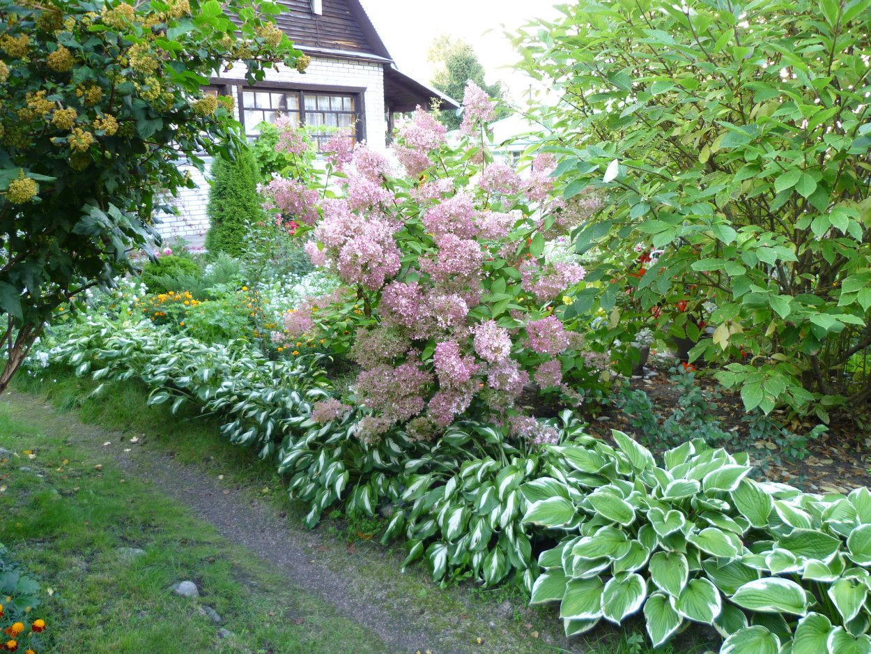 Гортензия дерен Хоста