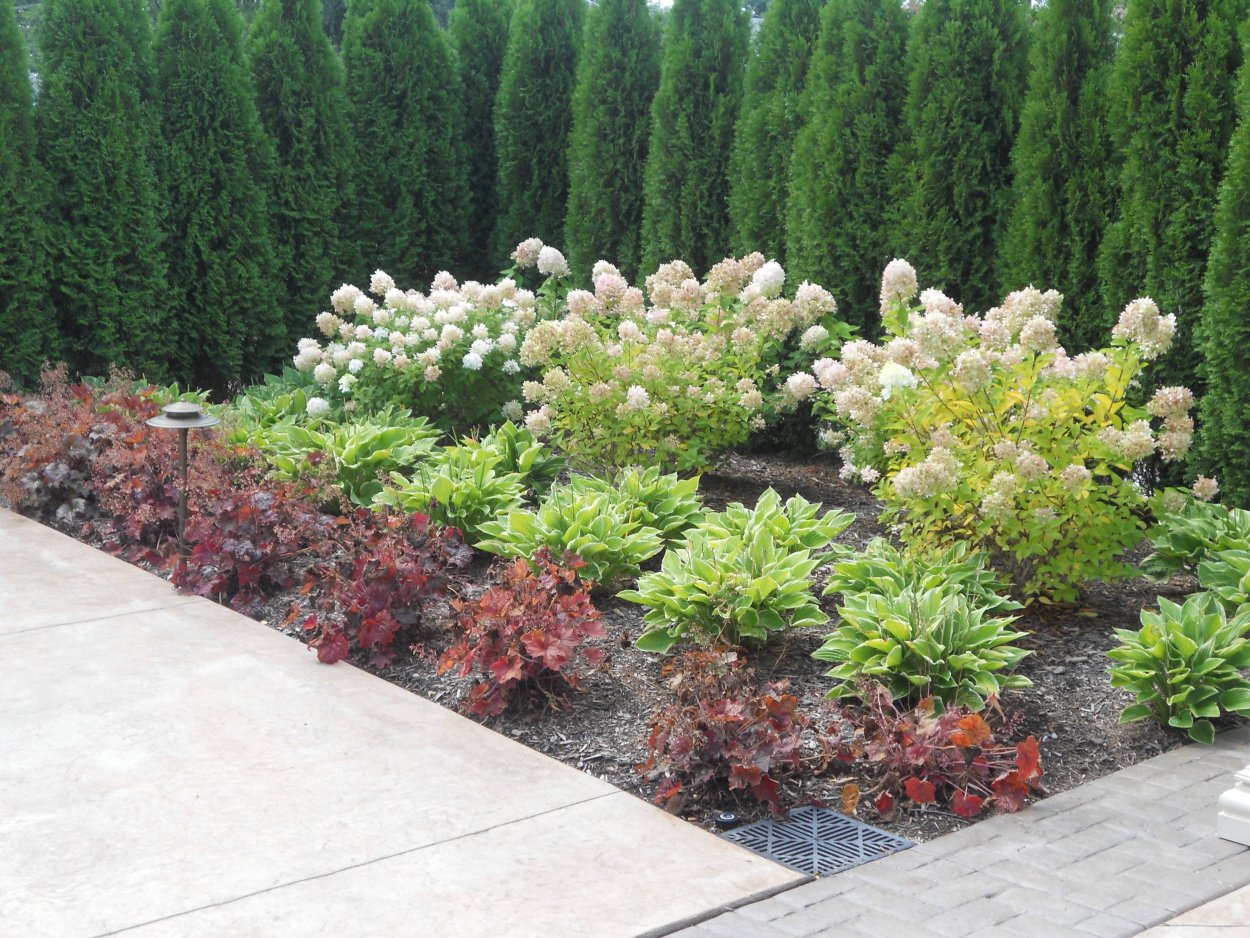 Астильба и Хоста с туями