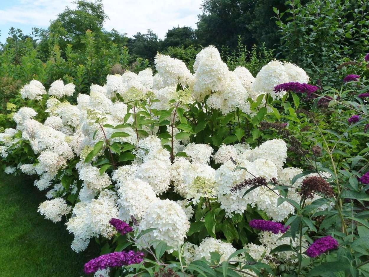 Гиацинтовая гортензия метельчатая