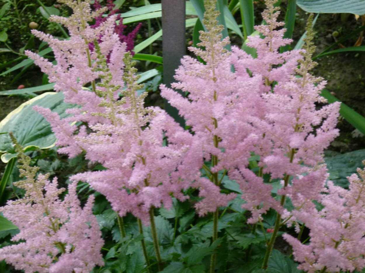 Астильба Арендса America