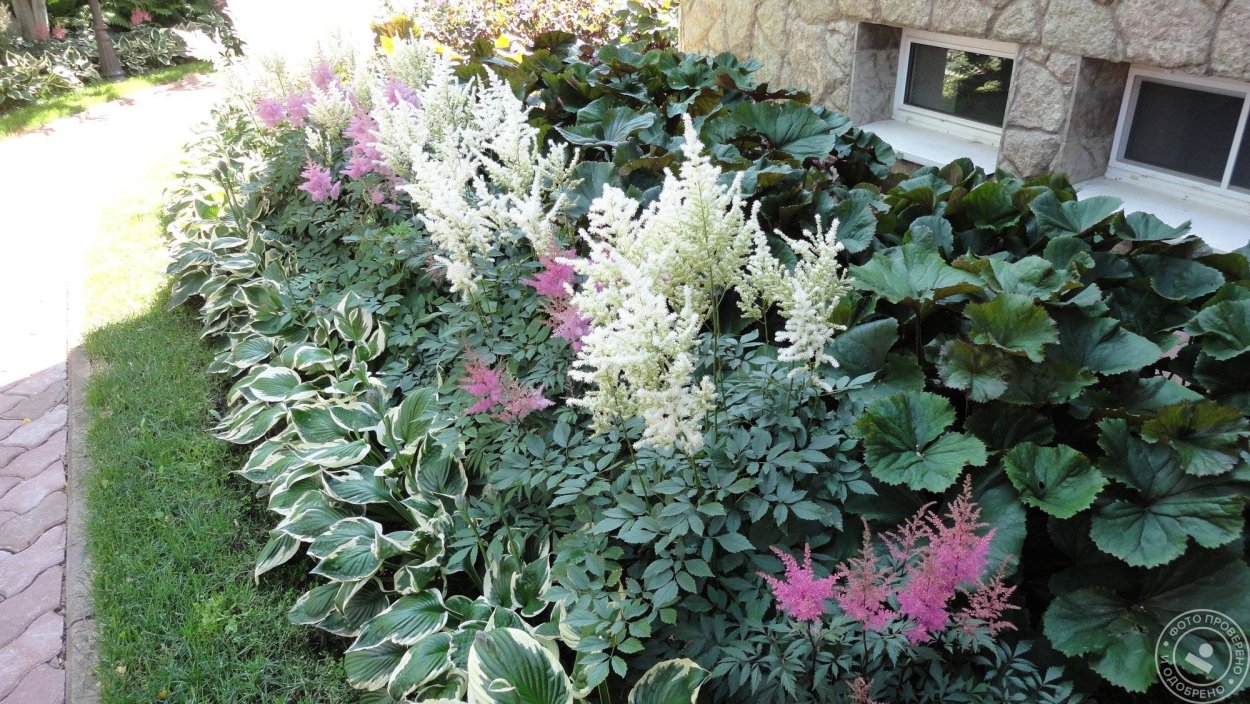 Клумба Хоста астильба спирея