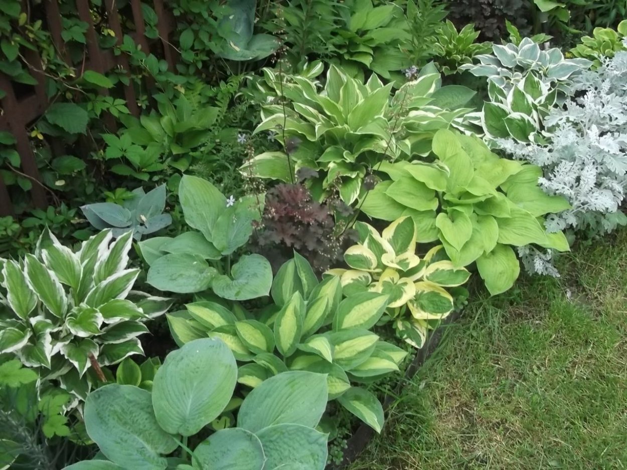 Миксбордер с хостой