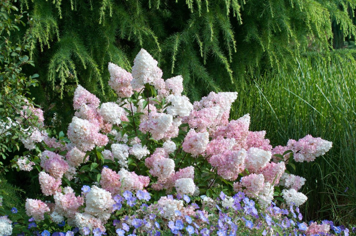 Гортензия метельчатая винила Фрайз