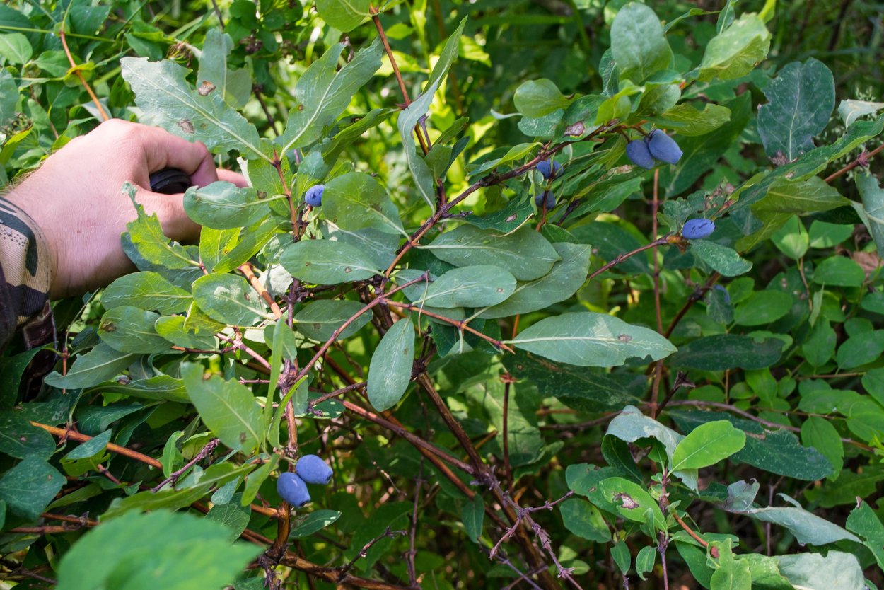 Жимолость Волчья ягода