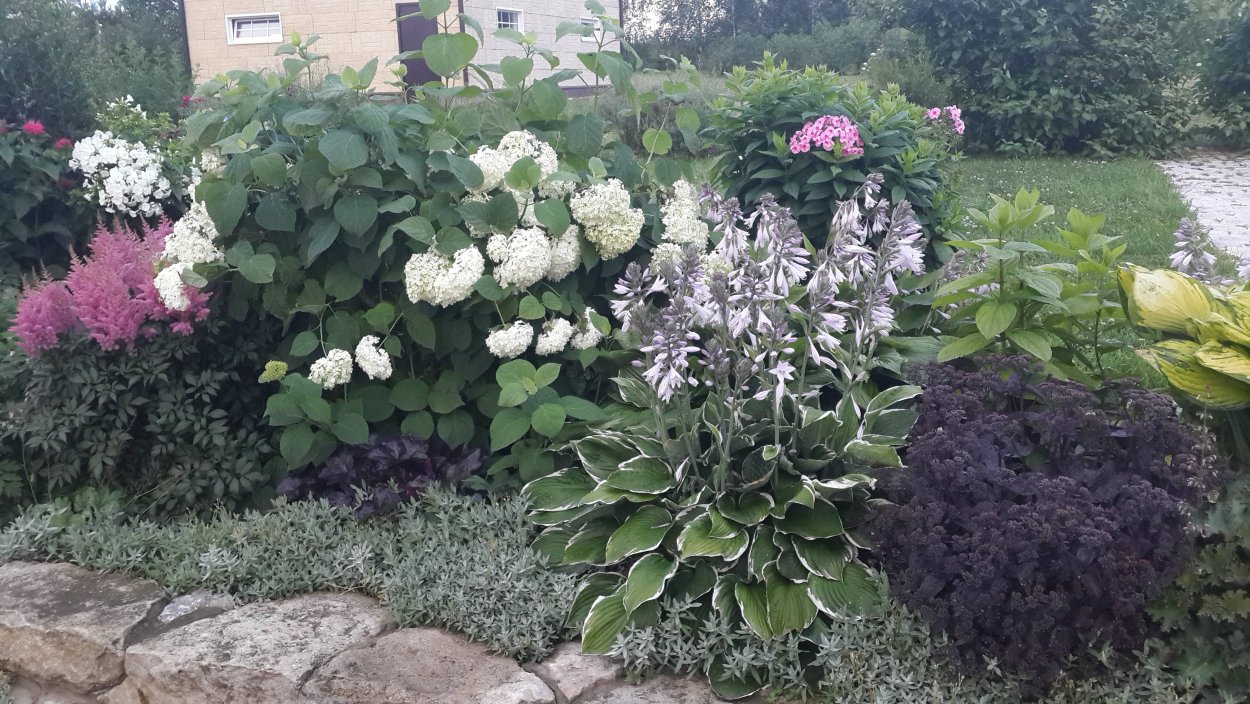 Гортензия и Хоста