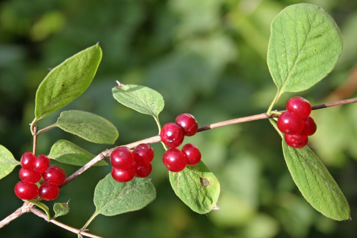 Жимолость Лесная