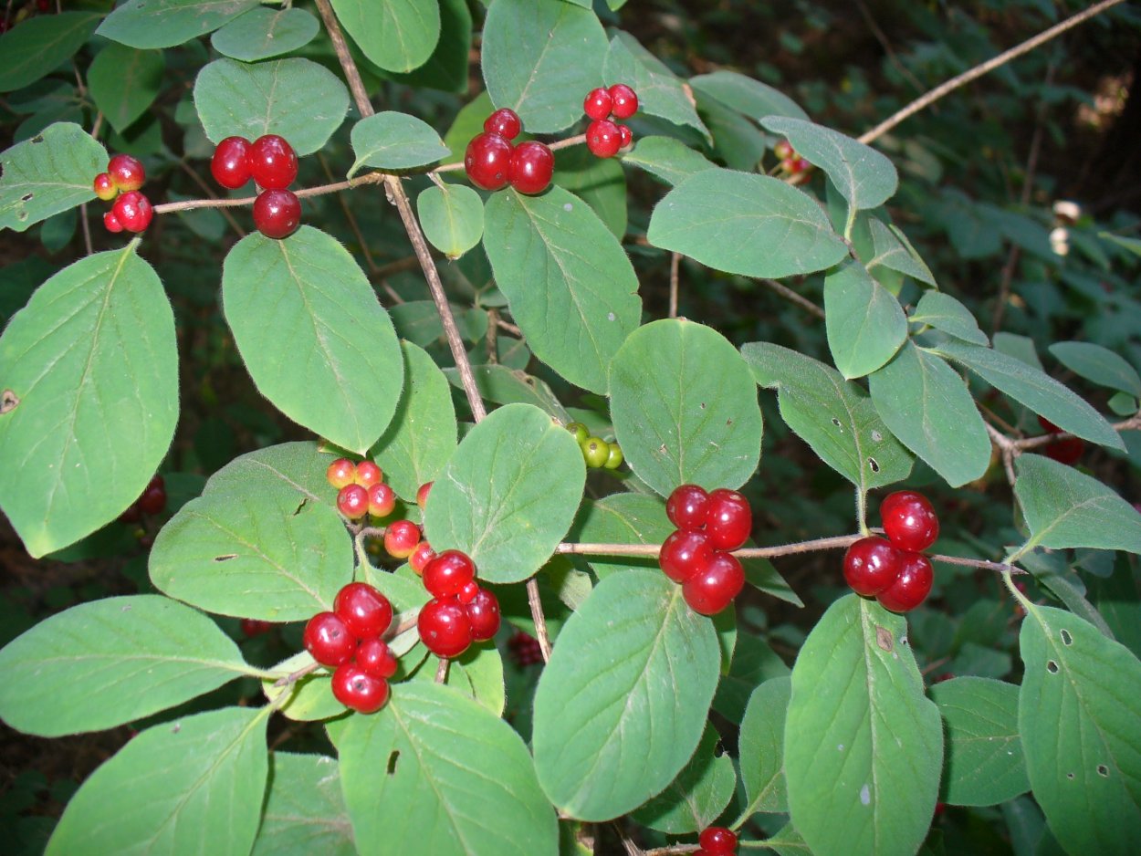 Жимолость Алтайская