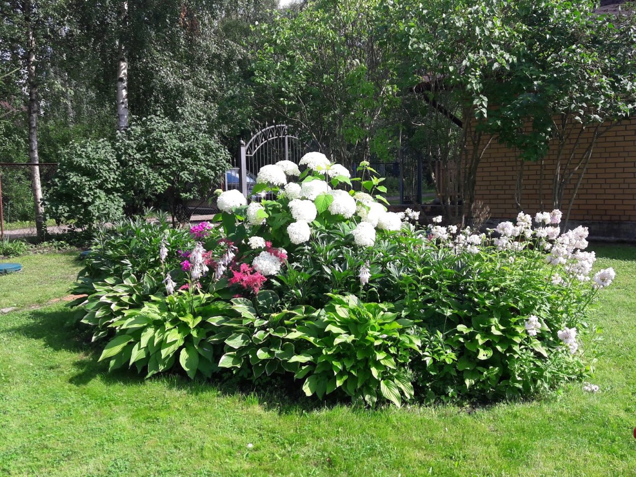 Миксбордер пионы метельчатая гортензия