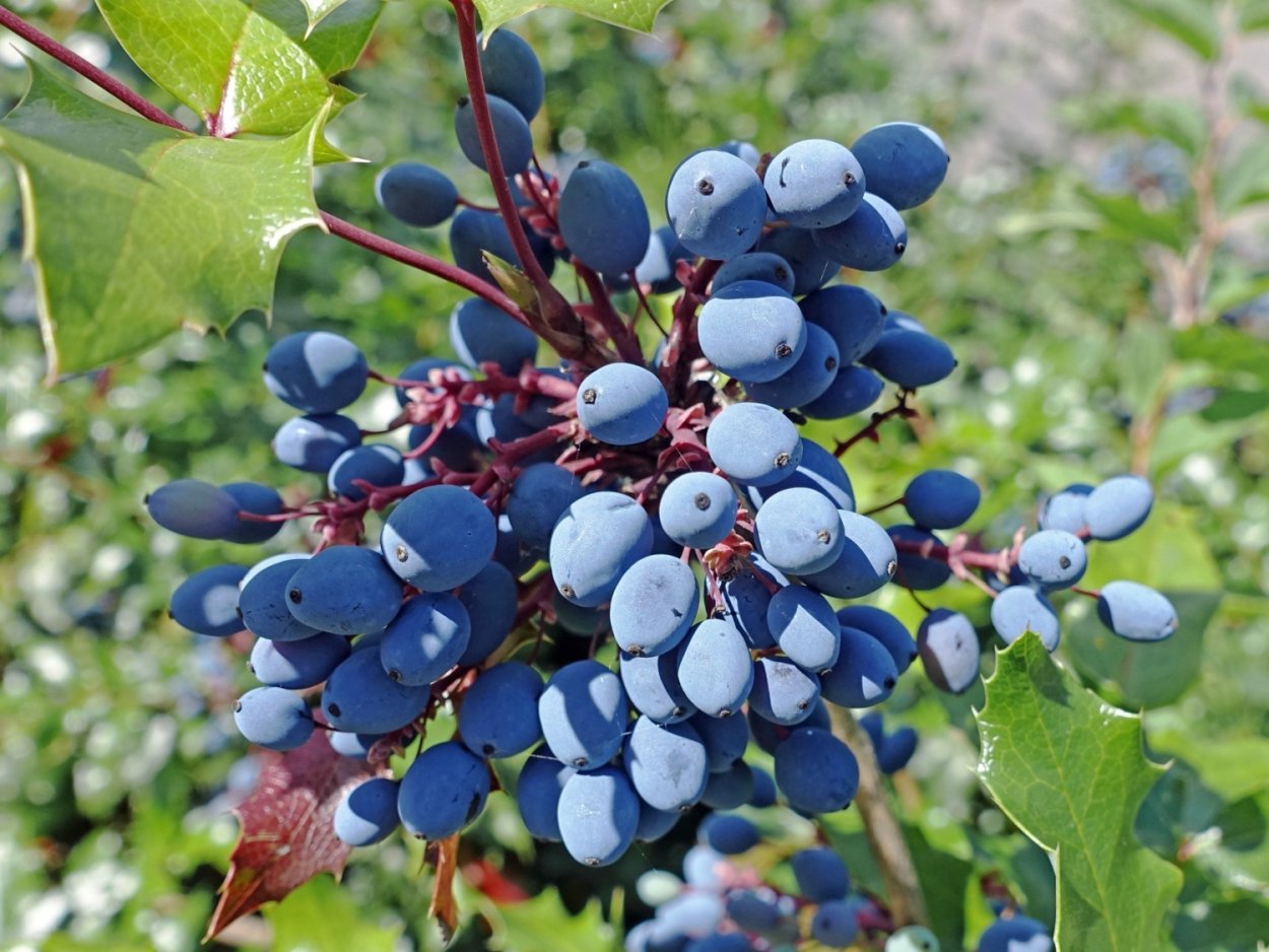 Жимолость Лесная