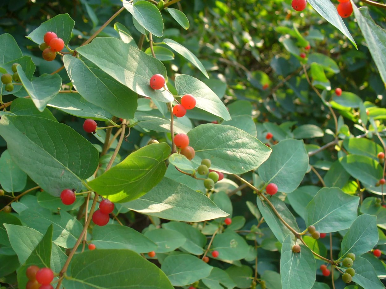 Волчья ягода зеленая