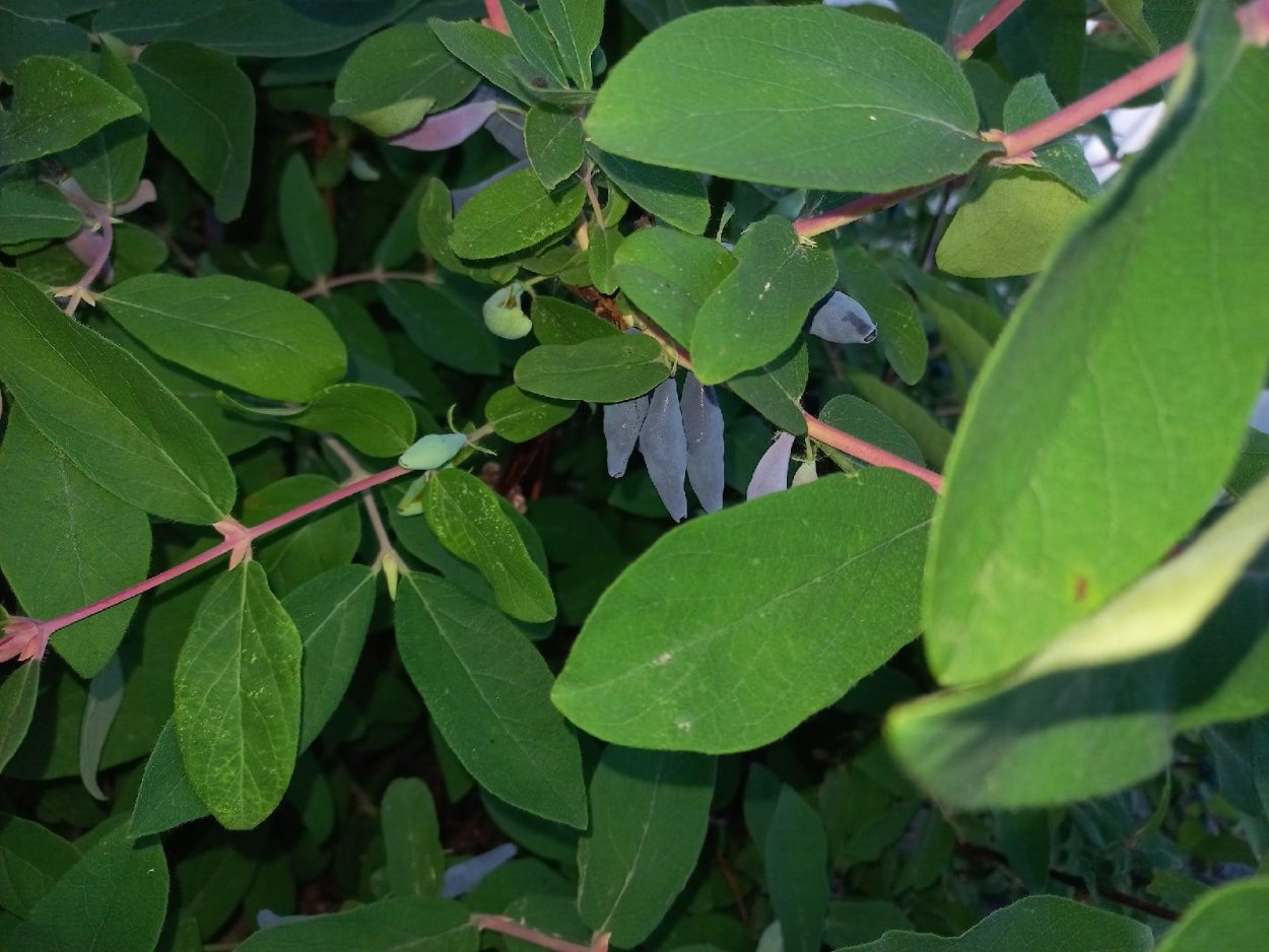 Черника миртолистная