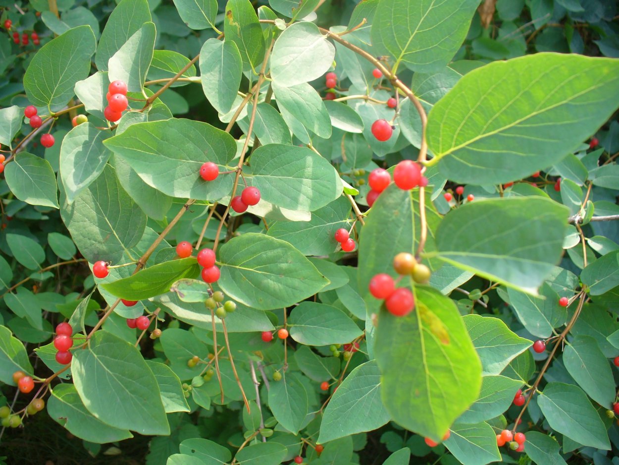 Черный Хорн ягоды