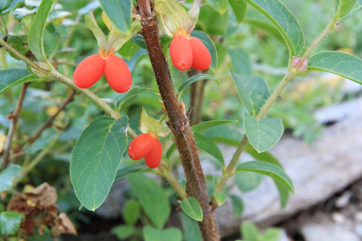 Жимолость Лесная