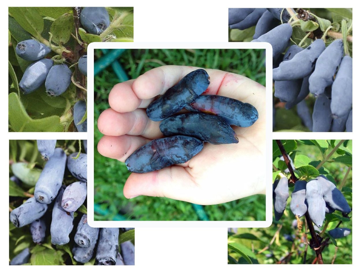 Садовая голубика удлиненные ягоды