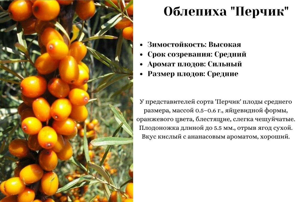 Облепиха Неспелая