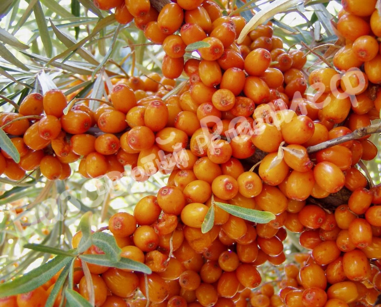 Яблоня колоновидная червонец