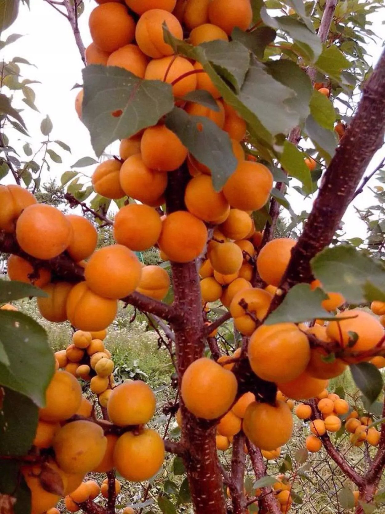 Колоновидные плодовые деревья яблони