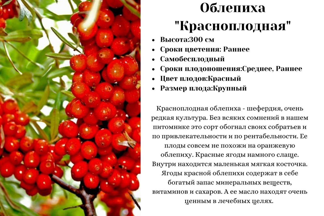 Облепиха купить саженцы