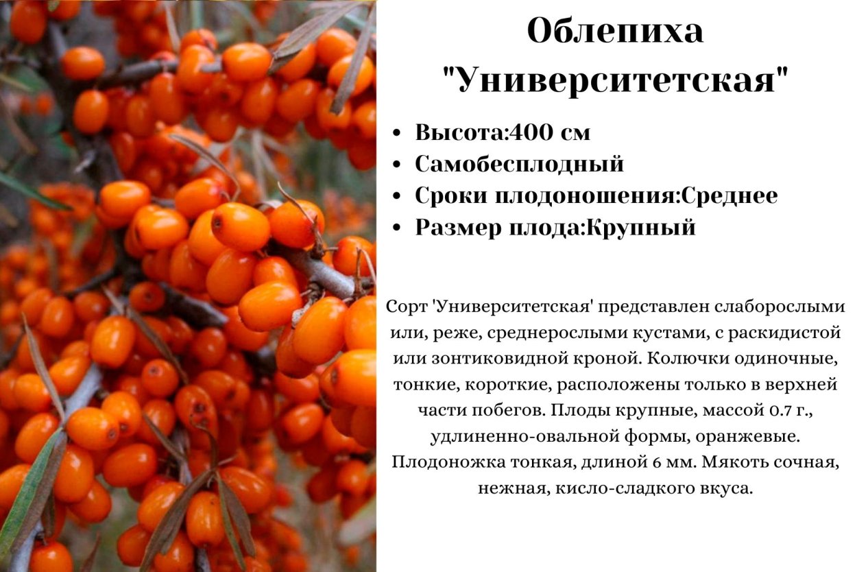 Облепиха августа