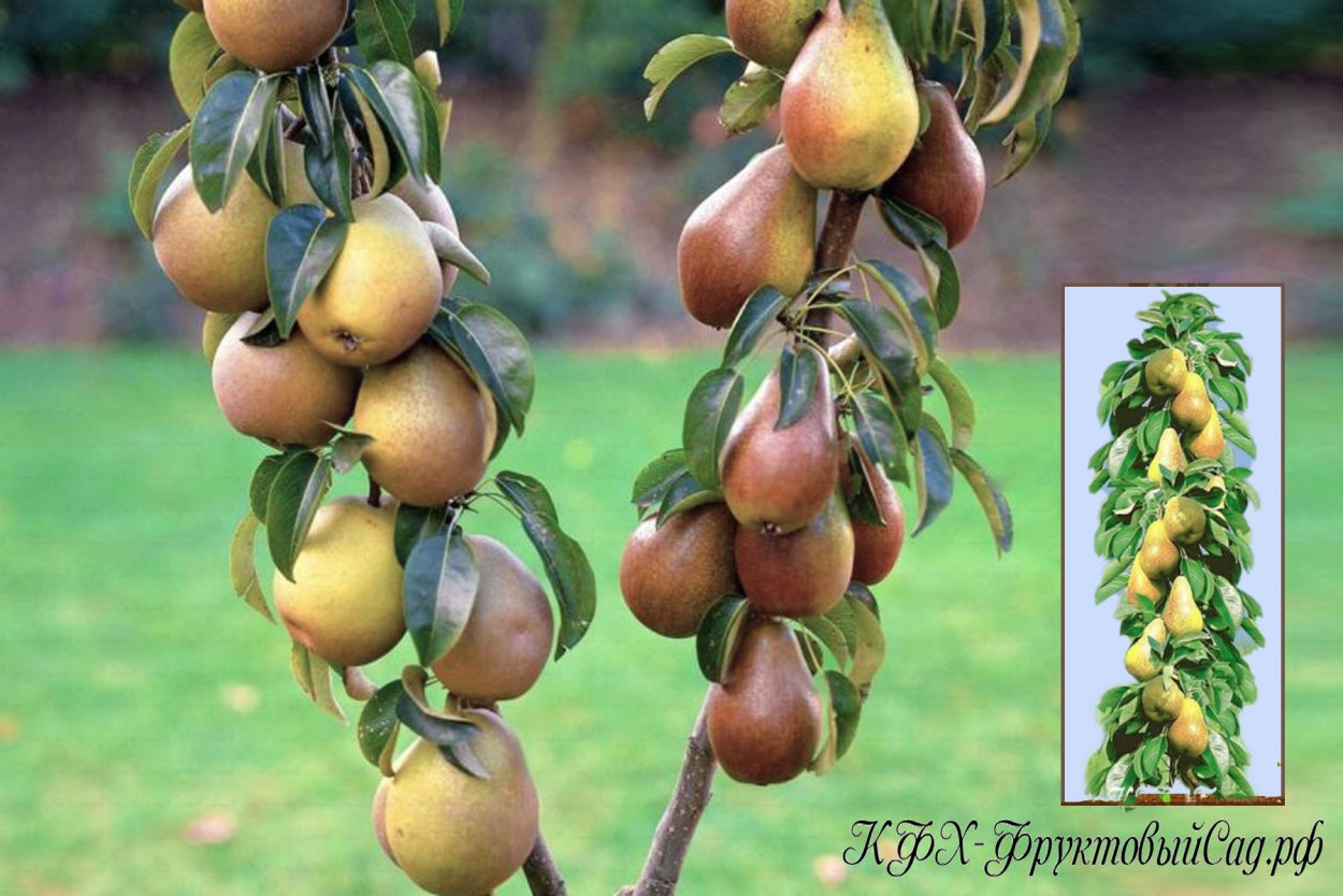 Облепиха Бурятии