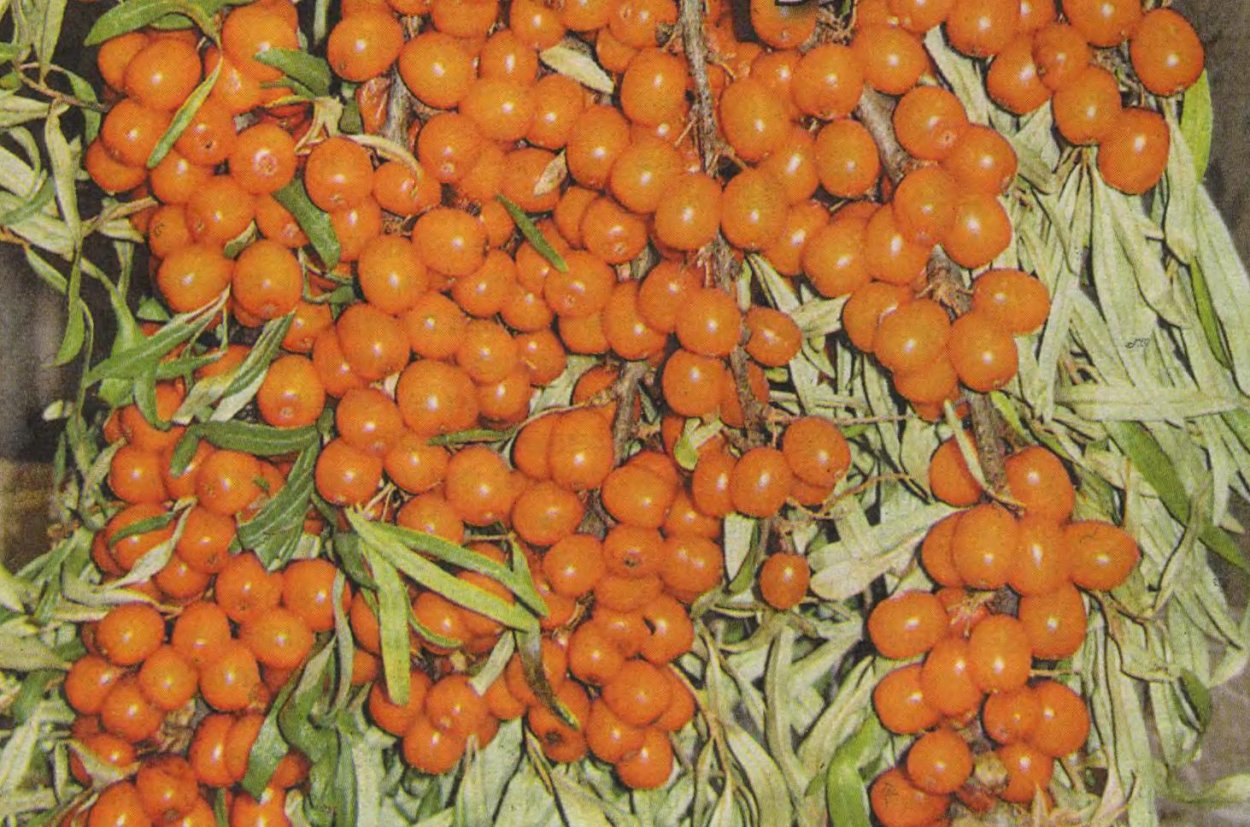 Абрикос Хабаровский